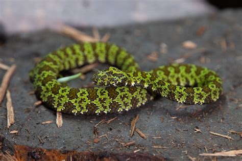 Bronx Zoo welcomes pair of new Mangshan pit vipers, one of the world’s rarest species of snakes
